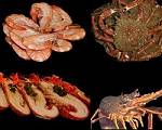 Les Crustac�s : Crabes, Araign�es, Homards, Langoustes, Langoustines vivants ou cuits 